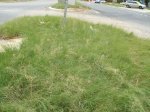 African Lovegrass along local median strip