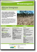 African Love Grass factsheet