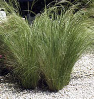 Mexican feather grass